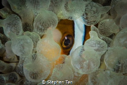 I see you! by Stephen Tan 
